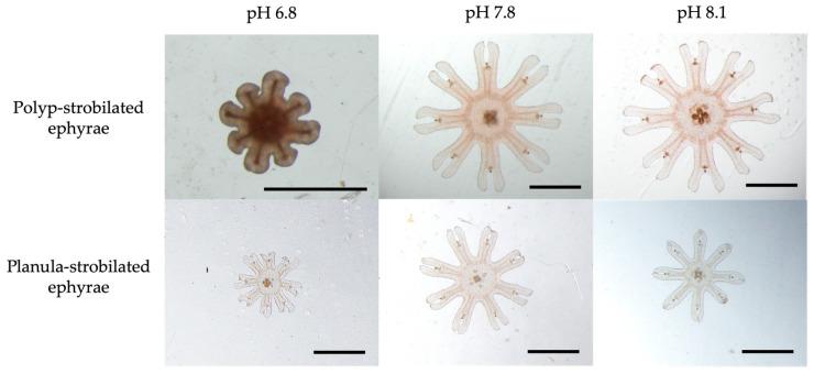 https://cdn.ncbi.nlm.nih.gov/pmc/blobs/3e82/12249036/78a49d900ad8/animals-15-01999-g005.jpg