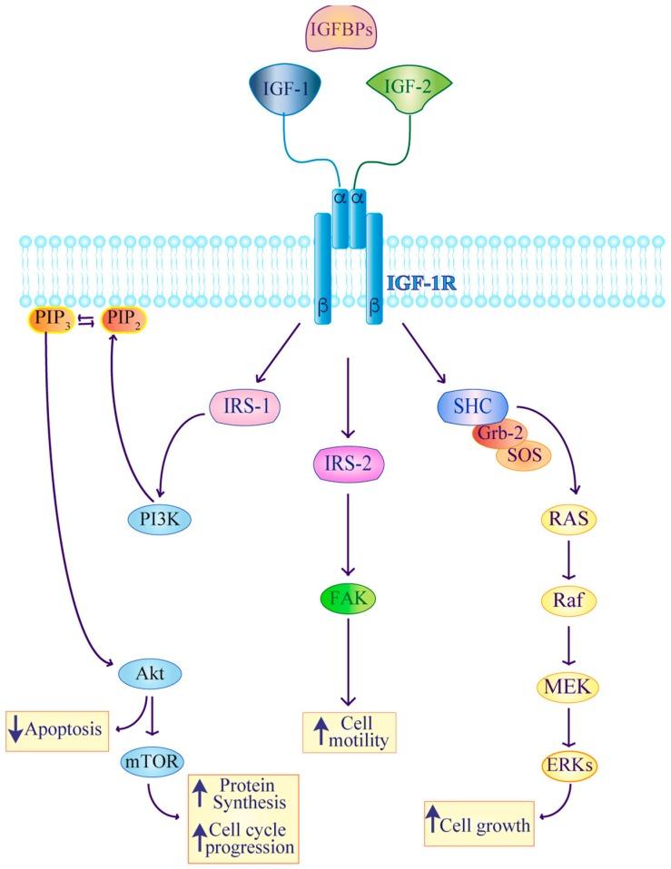 https://cdn.ncbi.nlm.nih.gov/pmc/blobs/3e83/6651760/e2ada1855bc8/ijms-20-03258-g001.jpg