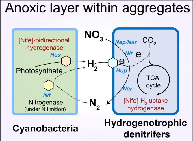 https://cdn.ncbi.nlm.nih.gov/pmc/blobs/3e89/12126579/d3c40ffda8a0/41467_2025_60327_Fig5_HTML.jpg