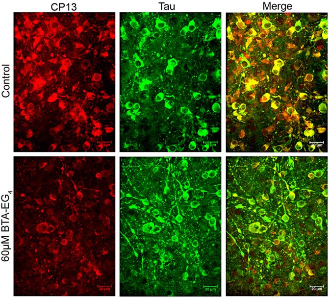 https://cdn.ncbi.nlm.nih.gov/pmc/blobs/3e8b/5547074/d7a759cf3dcc/41598_2017_7906_Fig4_HTML.jpg