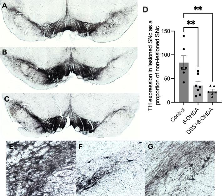 https://cdn.ncbi.nlm.nih.gov/pmc/blobs/3e91/11754928/767d6f90ea83/EJN-61-0-g006.jpg