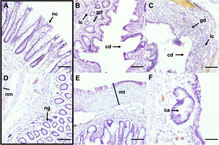https://cdn.ncbi.nlm.nih.gov/pmc/blobs/3e91/11754928/8649afb56c63/EJN-61-0-g008.jpg