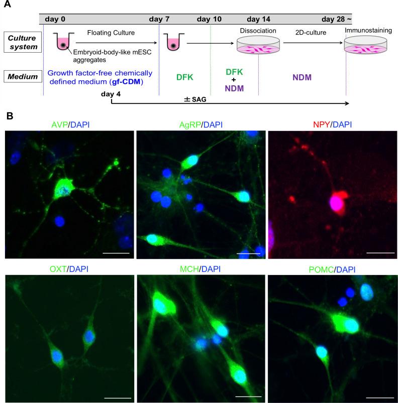 https://cdn.ncbi.nlm.nih.gov/pmc/blobs/3e91/9648832/e4d3e5b85db9/pone.0276694.g001.jpg