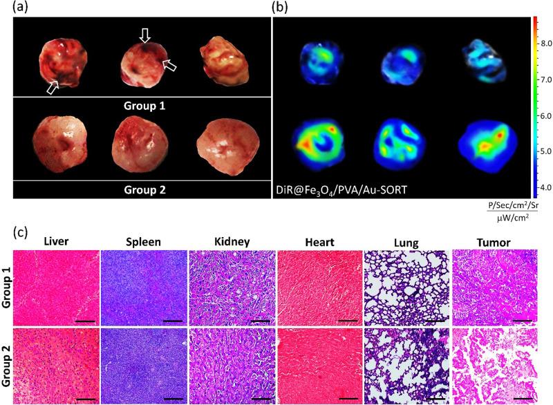 https://cdn.ncbi.nlm.nih.gov/pmc/blobs/3e92/9492675/6620572613e0/42003_2022_3966_Fig7_HTML.jpg