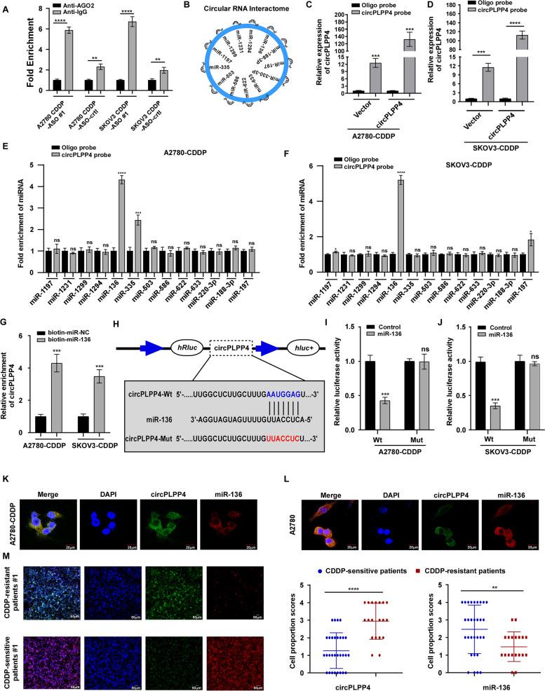 https://cdn.ncbi.nlm.nih.gov/pmc/blobs/3e93/10770956/5c37801e513b/12943_2023_1917_Fig3_HTML.jpg
