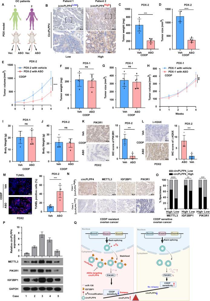 https://cdn.ncbi.nlm.nih.gov/pmc/blobs/3e93/10770956/7d10d73b6d80/12943_2023_1917_Fig7_HTML.jpg