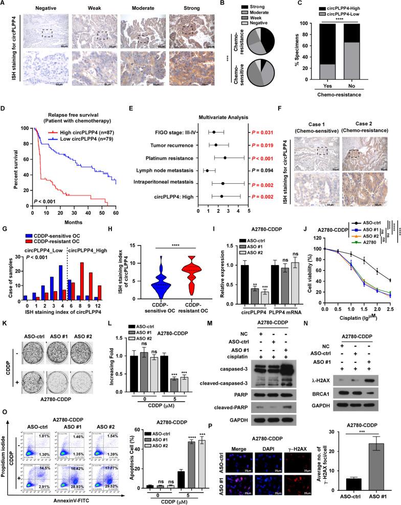 https://cdn.ncbi.nlm.nih.gov/pmc/blobs/3e93/10770956/df3551cb1d1b/12943_2023_1917_Fig2_HTML.jpg