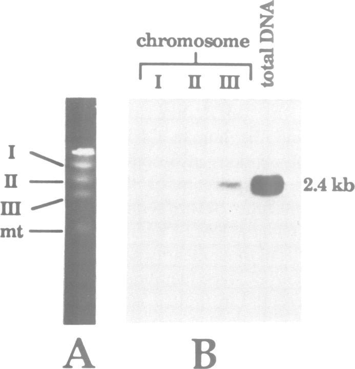 https://cdn.ncbi.nlm.nih.gov/pmc/blobs/3e93/556806/8f10f9478e10/emboj00095-0019-a.jpg