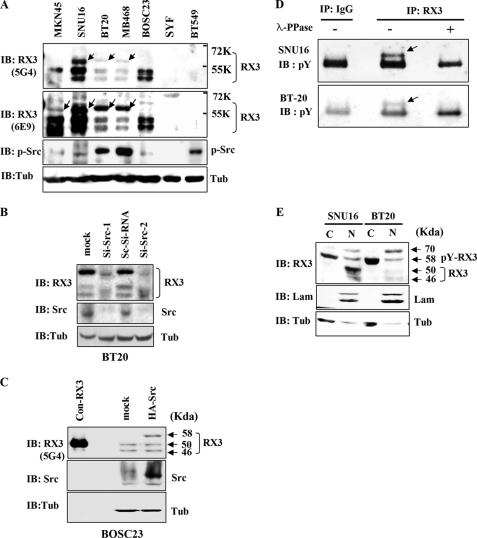 https://cdn.ncbi.nlm.nih.gov/pmc/blobs/3e95/2843174/4105fe298486/zbc0161010630004.jpg