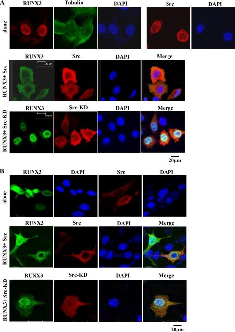 https://cdn.ncbi.nlm.nih.gov/pmc/blobs/3e95/2843174/7fc9a235cf37/zbc0161010630001.jpg