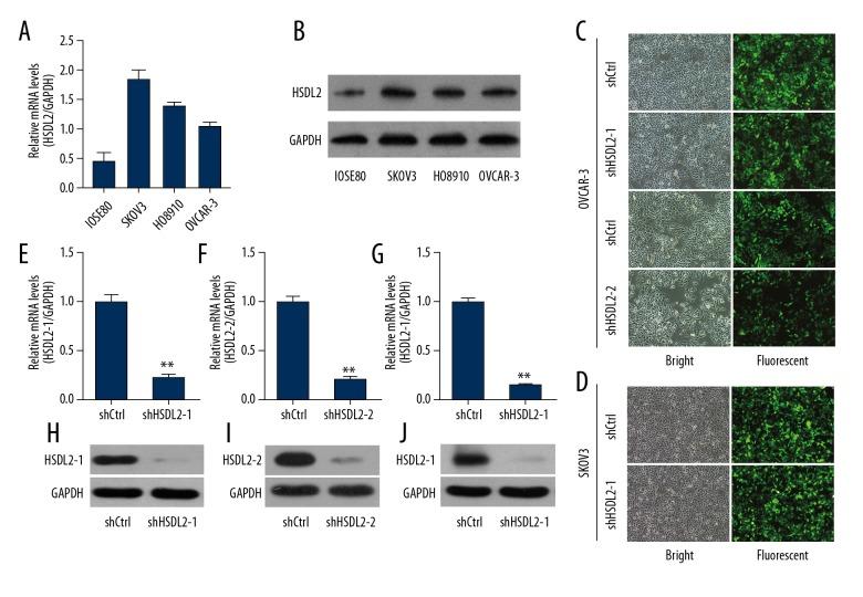 https://cdn.ncbi.nlm.nih.gov/pmc/blobs/3e99/6029517/6585dc3e965f/medscimonit-24-3997-g002.jpg