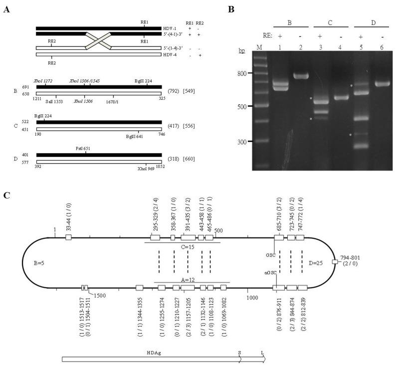 https://cdn.ncbi.nlm.nih.gov/pmc/blobs/3e9d/5617389/10458b7ee1a9/oncotarget-08-60841-g001.jpg