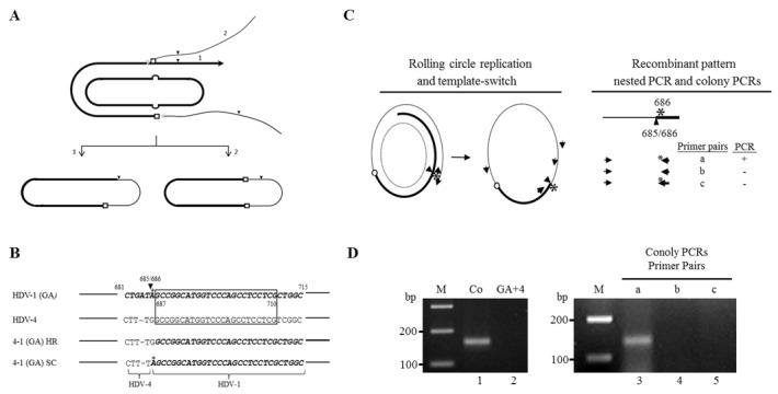 https://cdn.ncbi.nlm.nih.gov/pmc/blobs/3e9d/5617389/20f32f27ab14/oncotarget-08-60841-g004.jpg