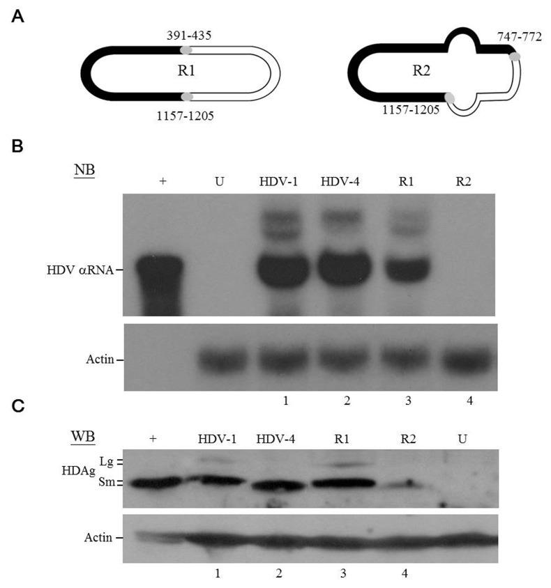 https://cdn.ncbi.nlm.nih.gov/pmc/blobs/3e9d/5617389/7faea1fb02b0/oncotarget-08-60841-g003.jpg