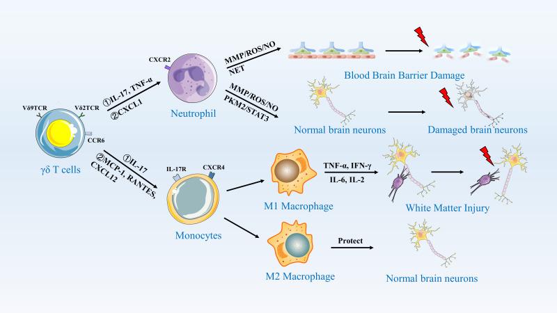 https://cdn.ncbi.nlm.nih.gov/pmc/blobs/3e9e/12310599/0c1d279aa18e/fimmu-16-1583274-g003.jpg