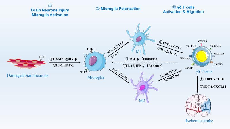 https://cdn.ncbi.nlm.nih.gov/pmc/blobs/3e9e/12310599/4b5ce2ae2221/fimmu-16-1583274-g002.jpg