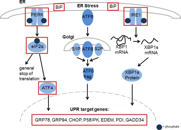 https://cdn.ncbi.nlm.nih.gov/pmc/blobs/3ea3/4279369/31f216e48027/oncotarget-05-10237-g003.jpg