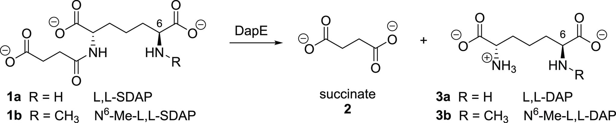 https://cdn.ncbi.nlm.nih.gov/pmc/blobs/3eb2/10809365/5383b75fe8bb/ao3c08231_0004.jpg