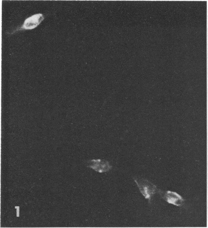 https://cdn.ncbi.nlm.nih.gov/pmc/blobs/3eb2/224404/b9a892d62421/pnas00147-0221-a.jpg