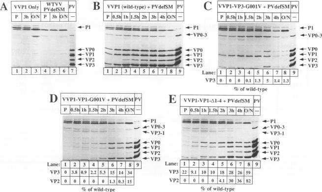 https://cdn.ncbi.nlm.nih.gov/pmc/blobs/3eb6/238192/7ced23c032bb/jvirol00033-0389-a.jpg