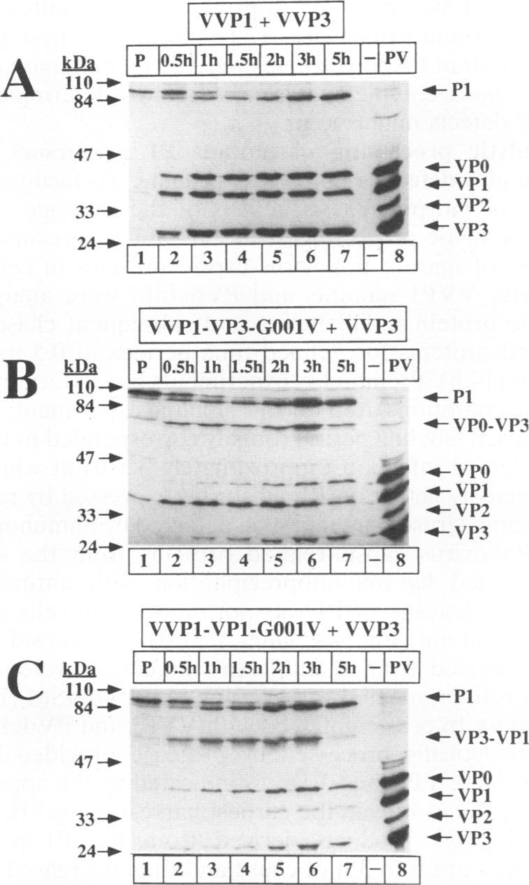 https://cdn.ncbi.nlm.nih.gov/pmc/blobs/3eb6/238192/aaf35d91d762/jvirol00033-0387-a.jpg