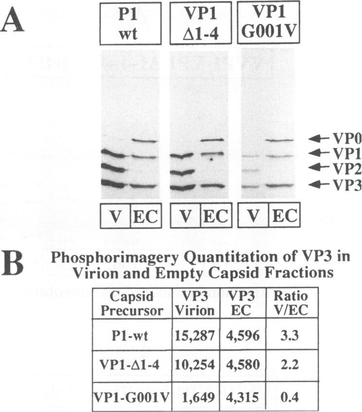 https://cdn.ncbi.nlm.nih.gov/pmc/blobs/3eb6/238192/ba26a9a03910/jvirol00033-0392-a.jpg