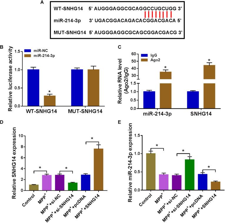 https://cdn.ncbi.nlm.nih.gov/pmc/blobs/3eb8/7536369/96c1d36e31a7/fnins-14-00930-g003.jpg