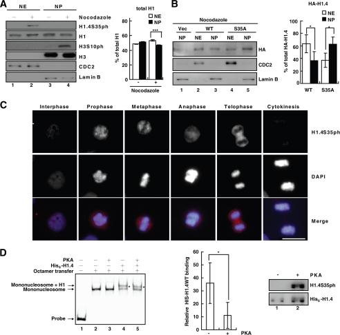https://cdn.ncbi.nlm.nih.gov/pmc/blobs/3ebb/3195632/652ce6deb923/zbc0471182080005.jpg