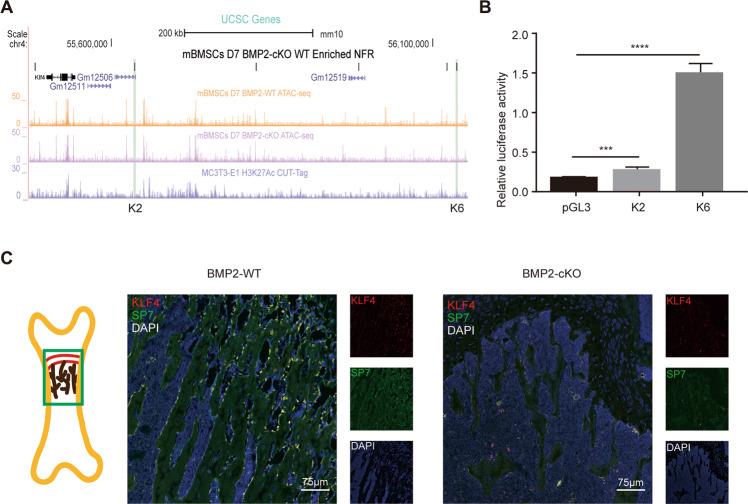 https://cdn.ncbi.nlm.nih.gov/pmc/blobs/3ebd/7895980/2a95bea7595f/41419_2021_3480_Fig3_HTML.jpg