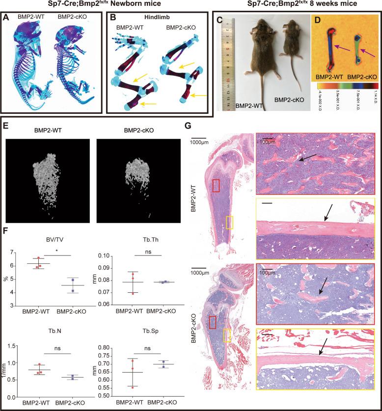 https://cdn.ncbi.nlm.nih.gov/pmc/blobs/3ebd/7895980/3c5833162a5b/41419_2021_3480_Fig1_HTML.jpg