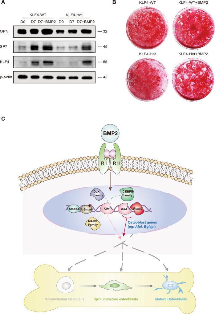 https://cdn.ncbi.nlm.nih.gov/pmc/blobs/3ebd/7895980/ede5b3356fb5/41419_2021_3480_Fig8_HTML.jpg