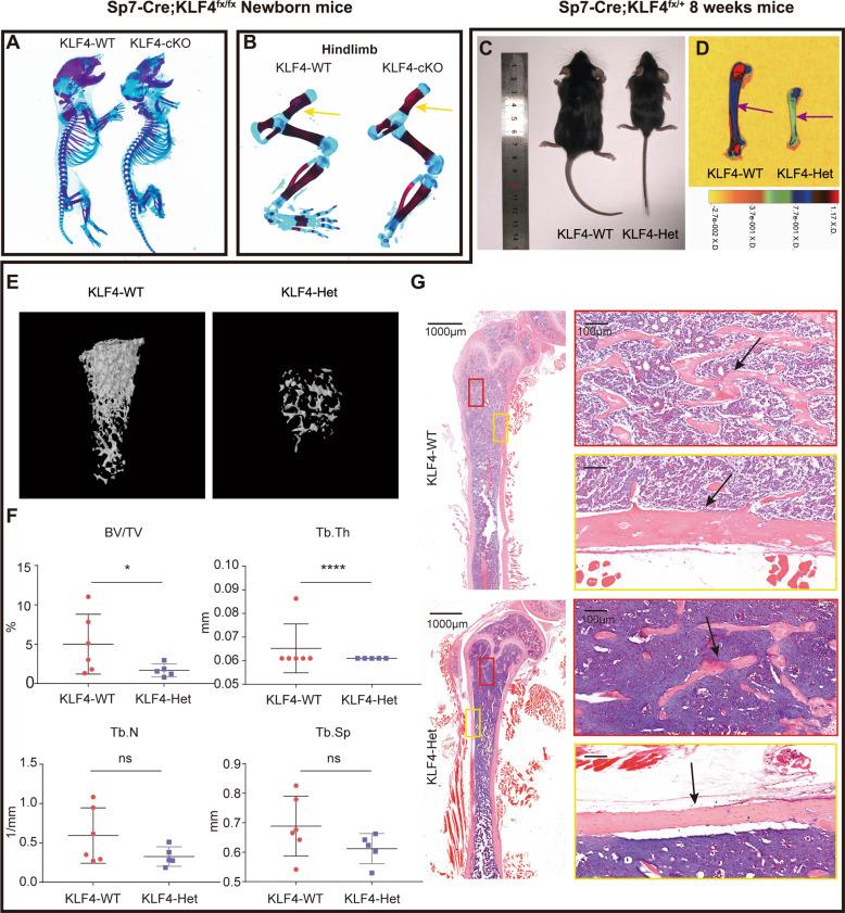 https://cdn.ncbi.nlm.nih.gov/pmc/blobs/3ebd/7895980/f9b3067215f0/41419_2021_3480_Fig4_HTML.jpg