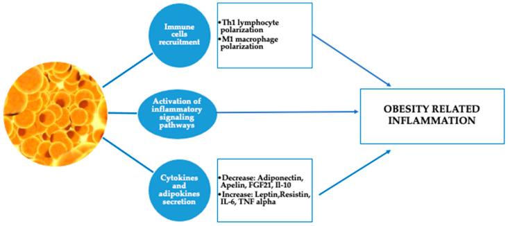 https://cdn.ncbi.nlm.nih.gov/pmc/blobs/3ec0/12109551/96cc814e4427/biomedicines-13-01114-g002.jpg