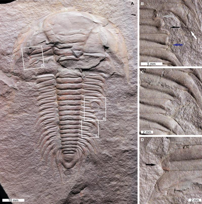 https://cdn.ncbi.nlm.nih.gov/pmc/blobs/3ec2/10613439/48433f02ce7e/peerj-11-16326-g002.jpg