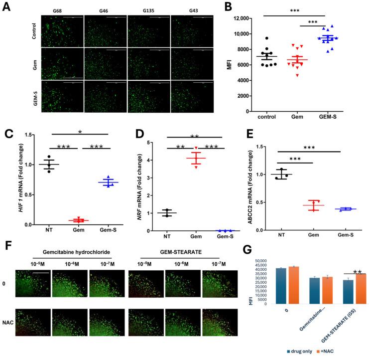 https://cdn.ncbi.nlm.nih.gov/pmc/blobs/3ec4/11899364/62d2cffa8bb6/cancers-17-00870-g005.jpg