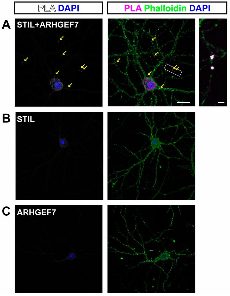 https://cdn.ncbi.nlm.nih.gov/pmc/blobs/3ece/11764357/636b82057367/cells-14-00062-g002.jpg