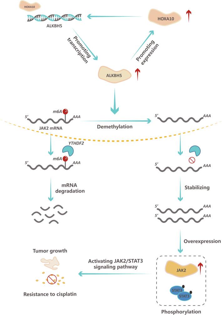 https://cdn.ncbi.nlm.nih.gov/pmc/blobs/3ece/8425158/46b0e6f8ae09/13046_2021_2088_Fig7_HTML.jpg