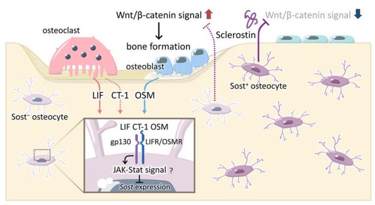 https://cdn.ncbi.nlm.nih.gov/pmc/blobs/3ece/9102037/715a47f34917/ijms-23-04895-g002.jpg