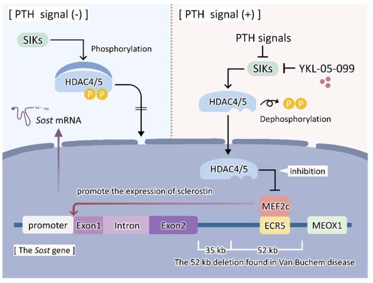 https://cdn.ncbi.nlm.nih.gov/pmc/blobs/3ece/9102037/a6e7fb18dce6/ijms-23-04895-g001.jpg