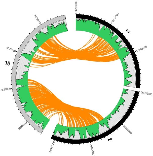 https://cdn.ncbi.nlm.nih.gov/pmc/blobs/3ecf/2813426/5ca01482376a/pgen.1000832.g006.jpg