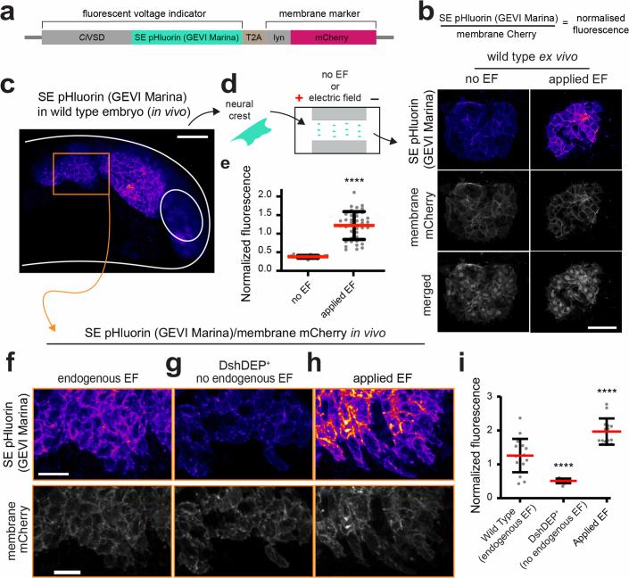 https://cdn.ncbi.nlm.nih.gov/pmc/blobs/3ed0/11879868/5cf052cf8926/41563_2024_2060_Fig10_ESM.jpg