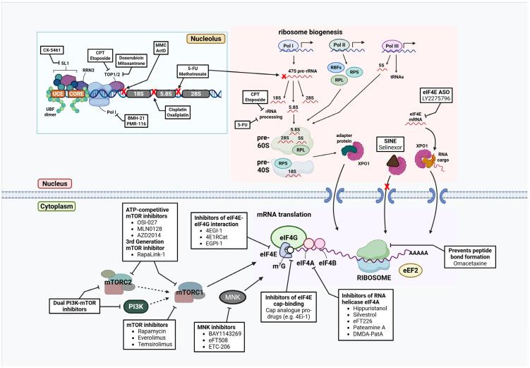 https://cdn.ncbi.nlm.nih.gov/pmc/blobs/3ed4/12346075/3fcd2fb10cc7/cancers-17-02534-g005.jpg