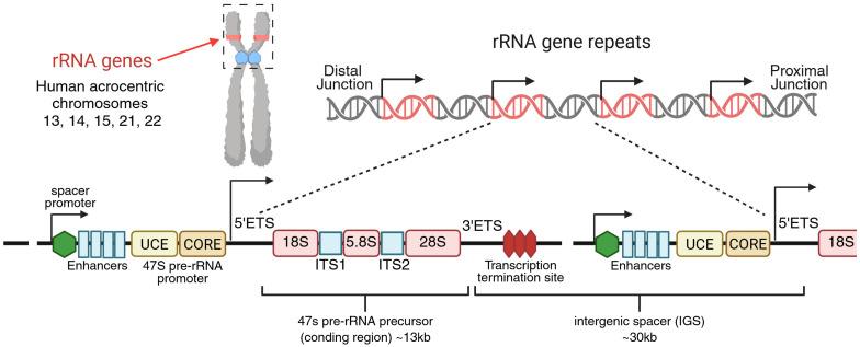 https://cdn.ncbi.nlm.nih.gov/pmc/blobs/3ed4/12346075/5236879ca880/cancers-17-02534-g001.jpg