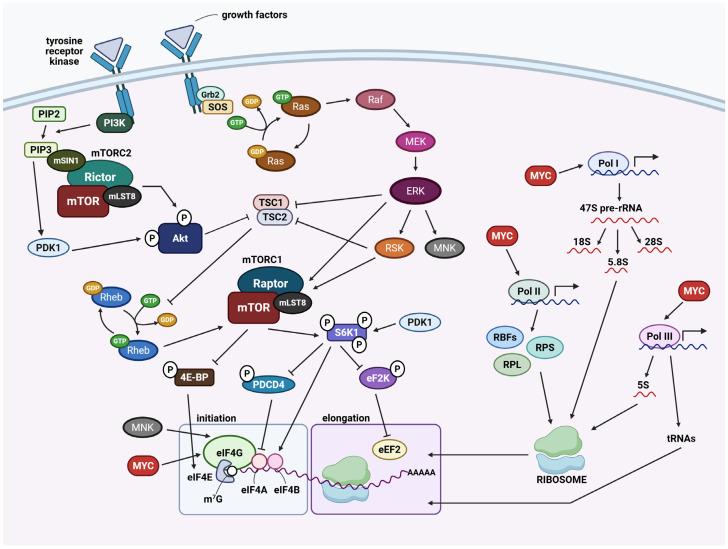 https://cdn.ncbi.nlm.nih.gov/pmc/blobs/3ed4/12346075/599c2c1af8c5/cancers-17-02534-g004.jpg