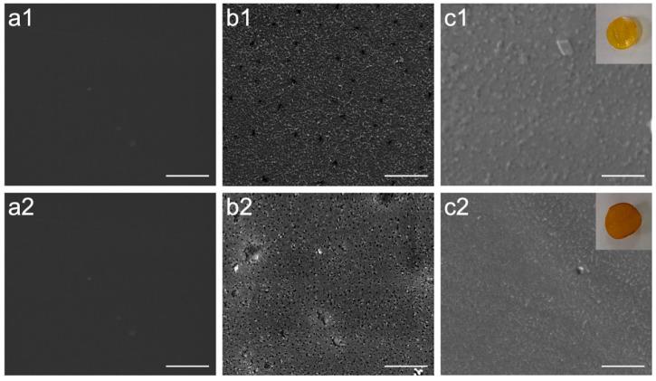 https://cdn.ncbi.nlm.nih.gov/pmc/blobs/3ed6/11243515/a630d5d1bda0/molecules-29-02980-g005.jpg