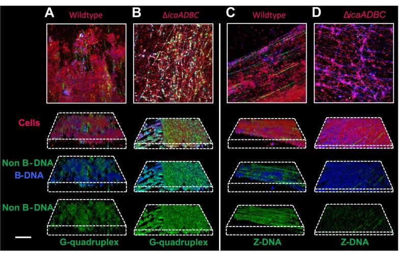 https://cdn.ncbi.nlm.nih.gov/pmc/blobs/3ed7/10939358/70b42dfb2f52/gkae034fig3.jpg