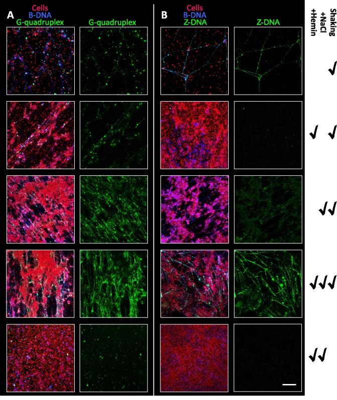 https://cdn.ncbi.nlm.nih.gov/pmc/blobs/3ed7/10939358/c82ee0292981/gkae034fig4.jpg