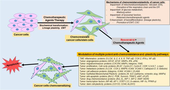https://cdn.ncbi.nlm.nih.gov/pmc/blobs/3ed7/11016130/3bce08b10542/10555_2023_10126_Fig2_HTML.jpg