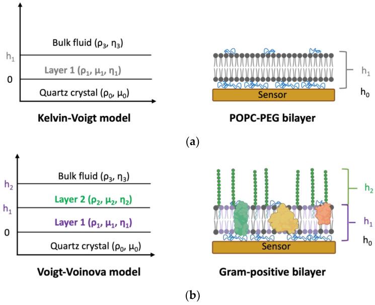 https://cdn.ncbi.nlm.nih.gov/pmc/blobs/3ed8/10813107/738f118f0c2a/biosensors-14-00045-g004.jpg