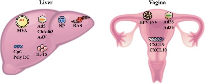 https://cdn.ncbi.nlm.nih.gov/pmc/blobs/3edc/6456646/1b07d0c0be5a/fcimb-09-00091-g0001.jpg